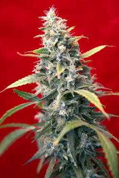 Sra Amparo Reggae seeds
